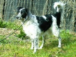 chien_darret_frison_20211129_1309053368